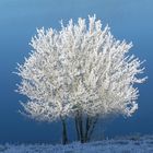 Winter in der Vulkaneifel