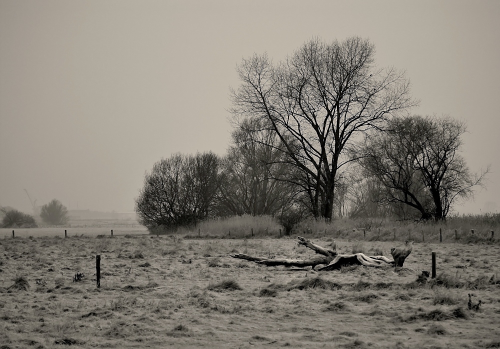 Winter in der Wesermarsch (reload)