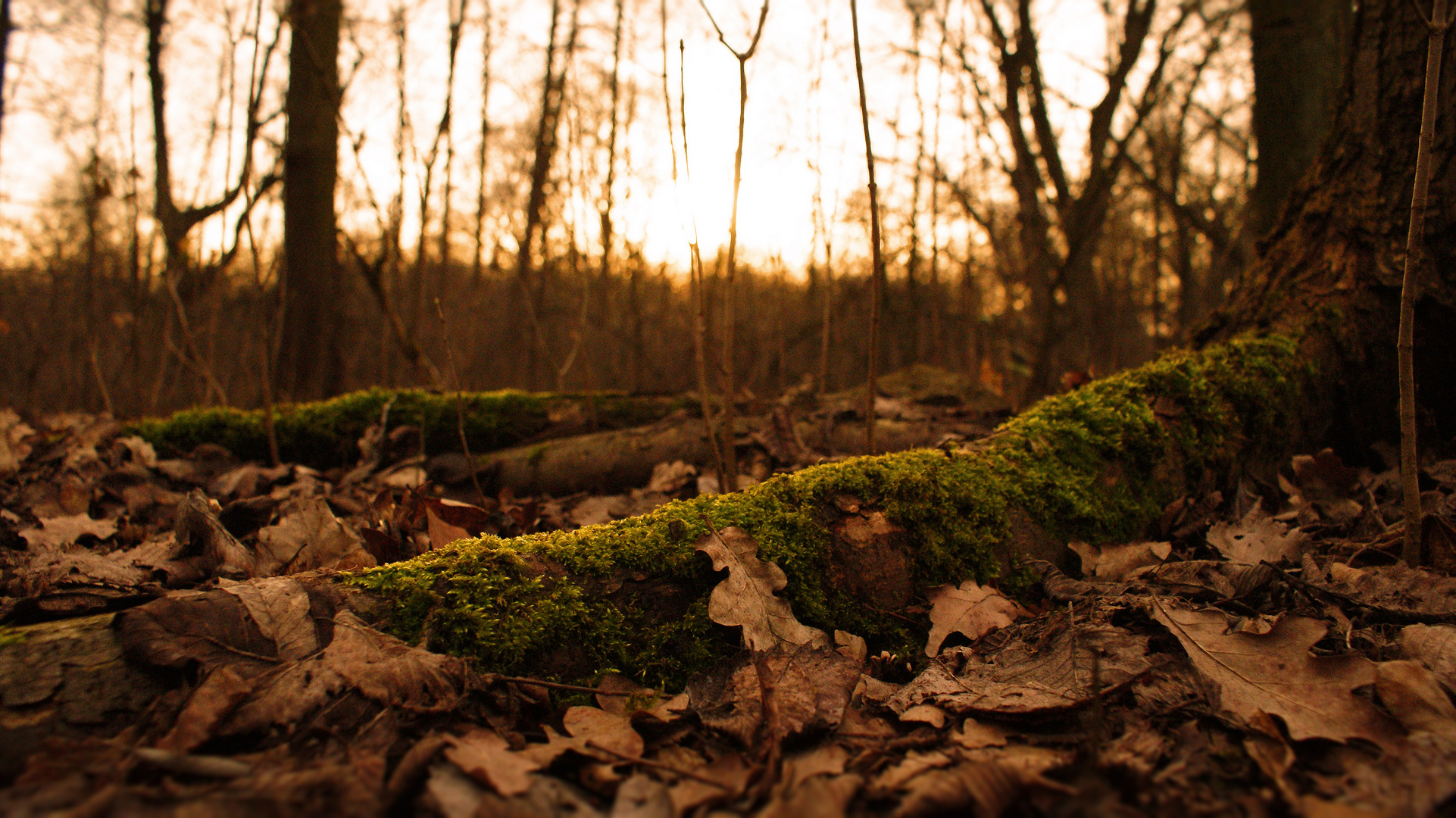 Winter in der Wuhlheide