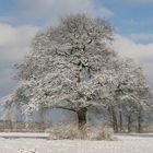 Winter in Drensteinfurt