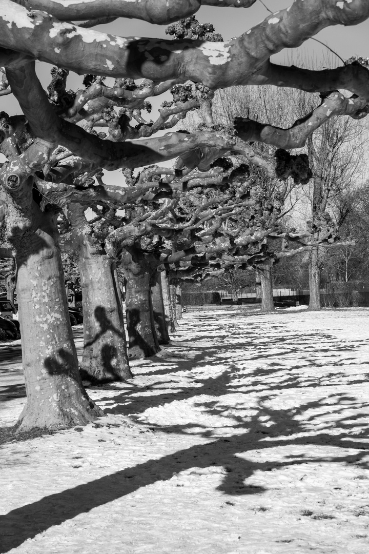 Winter in düsseldorf 