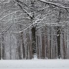 Winter in Ellerbek
