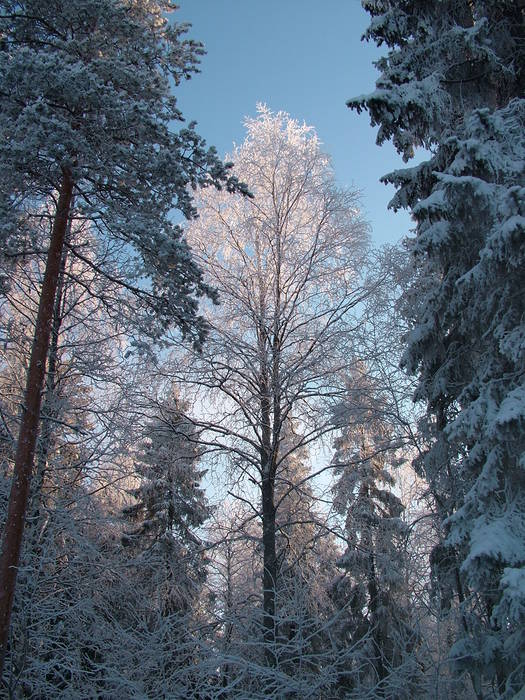 Winter in Finnland - Nurmes Karelien Teil 2