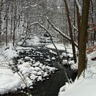 winter in forest