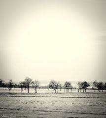 Winter in Grayscale