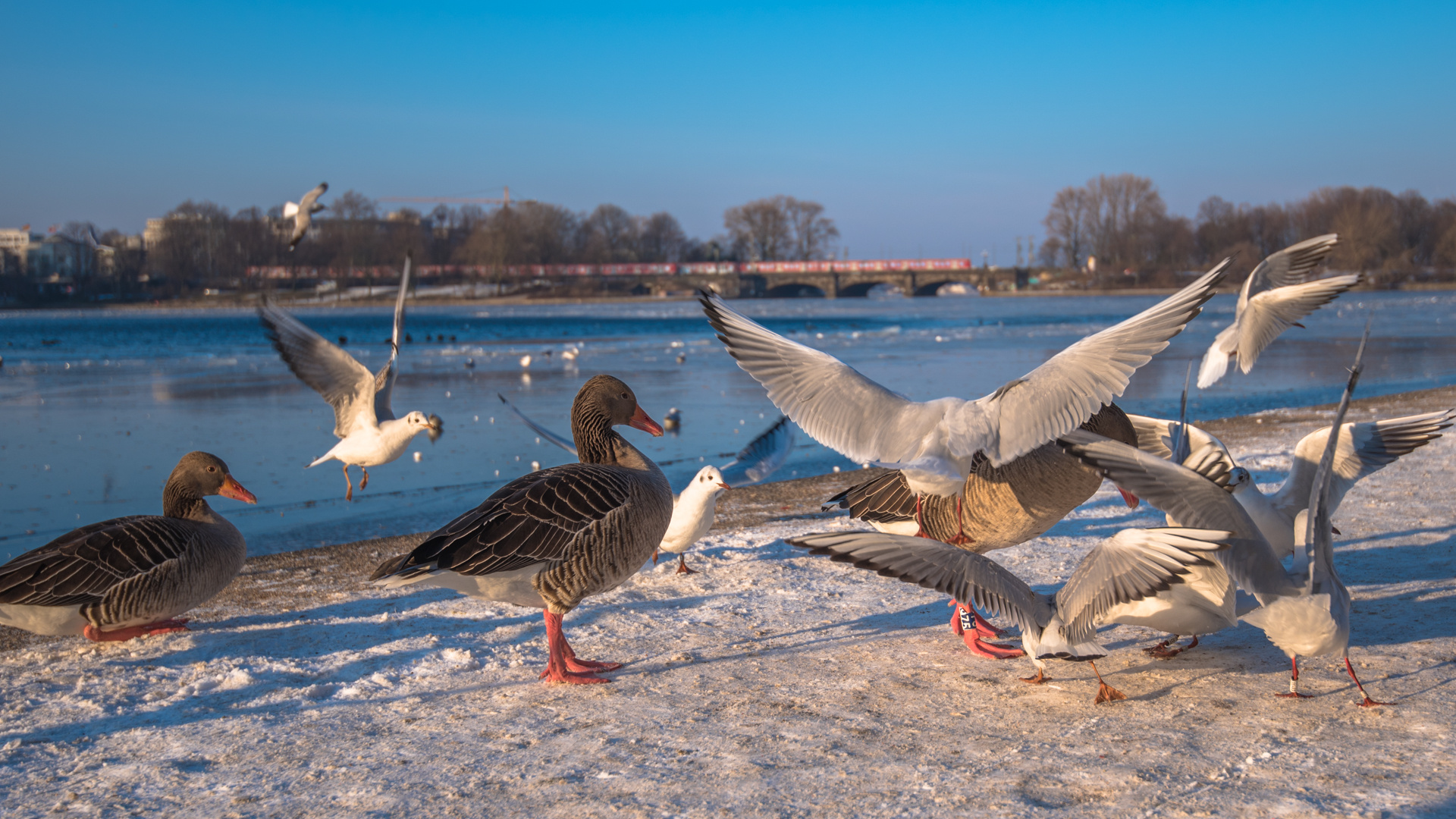 Winter in Hamburg 2018 (1/3)