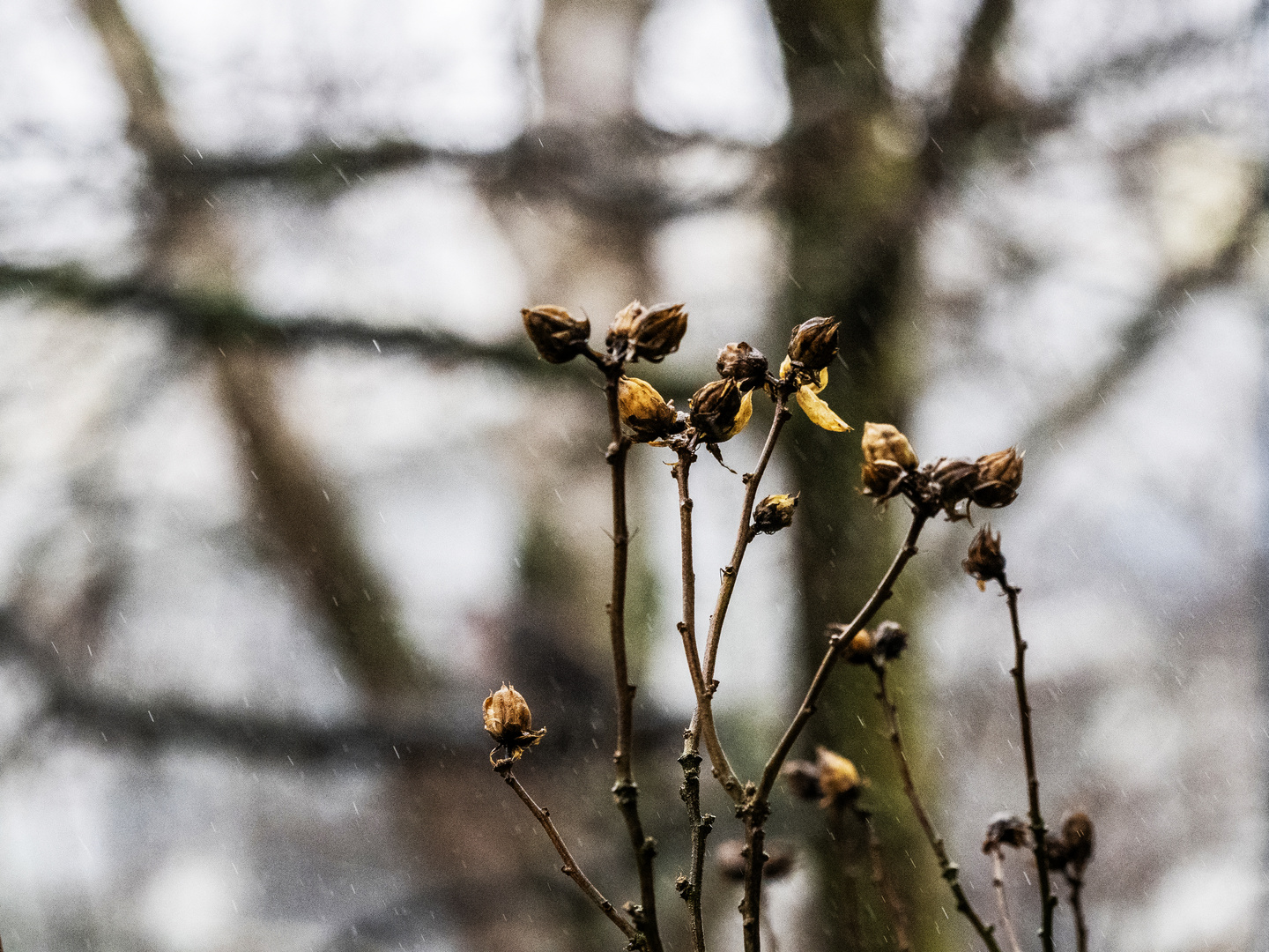 Winter in Hamburg