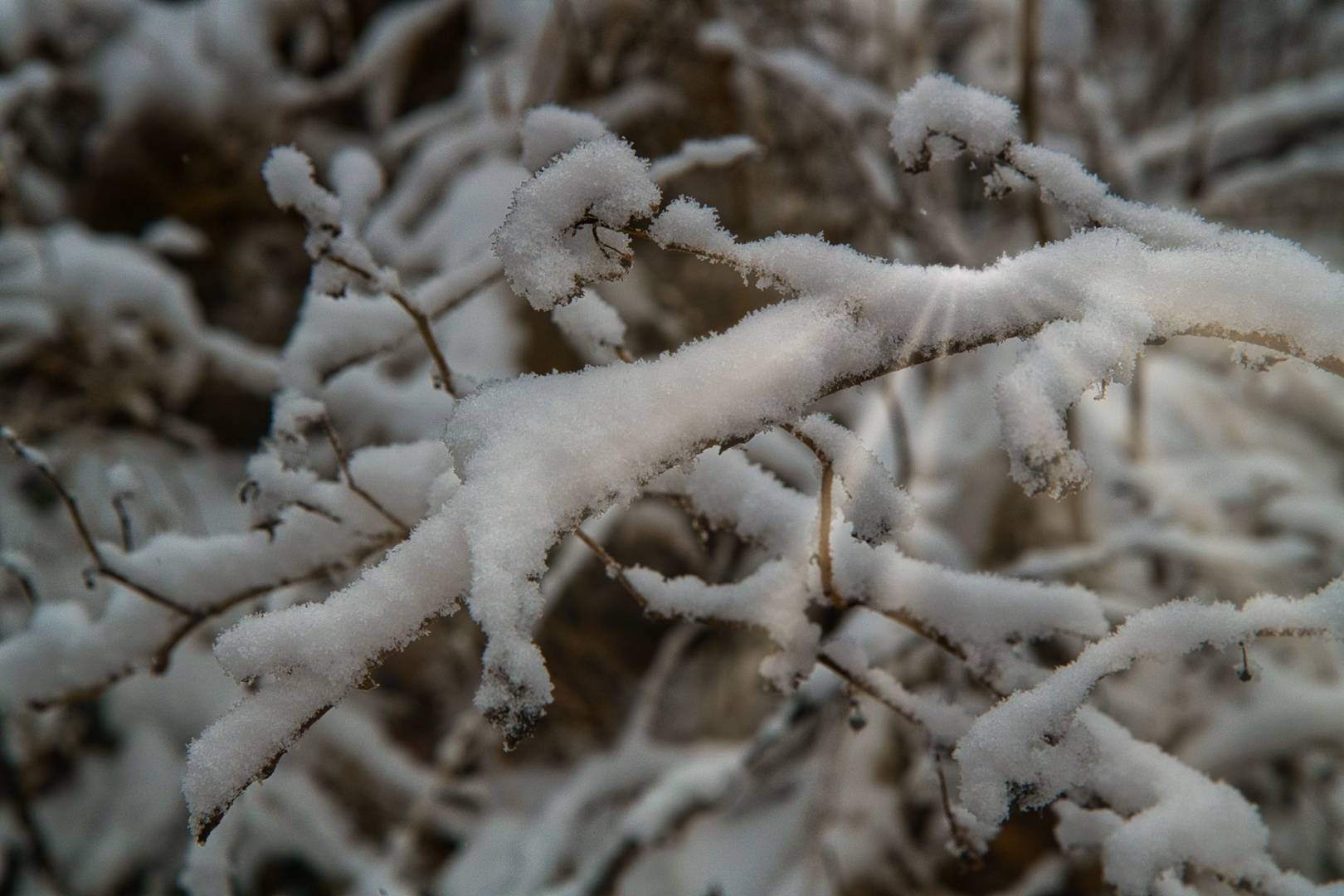 Winter in Harz