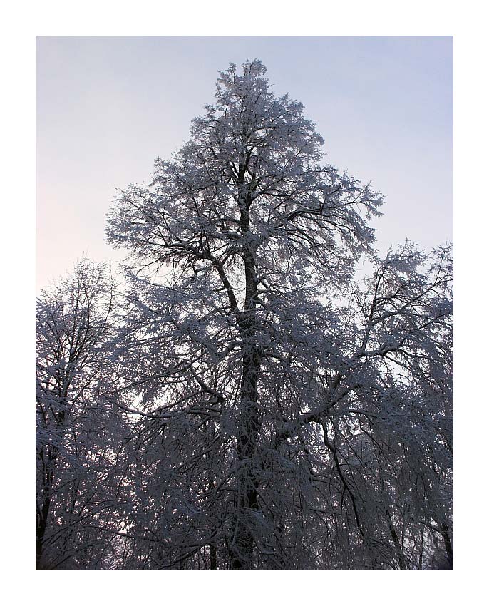 Winter in Heidelberg