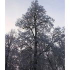 Winter in Heidelberg