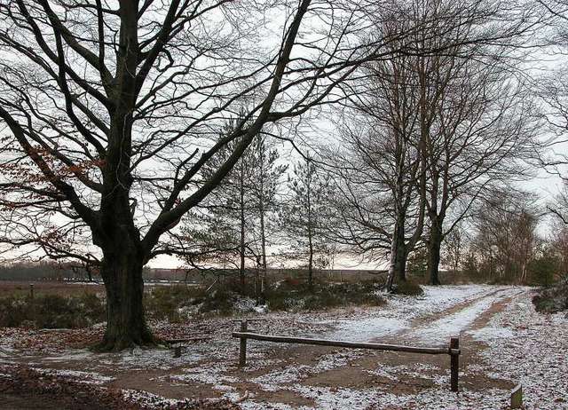 Winter in het bos.