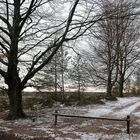 Winter in het bos.