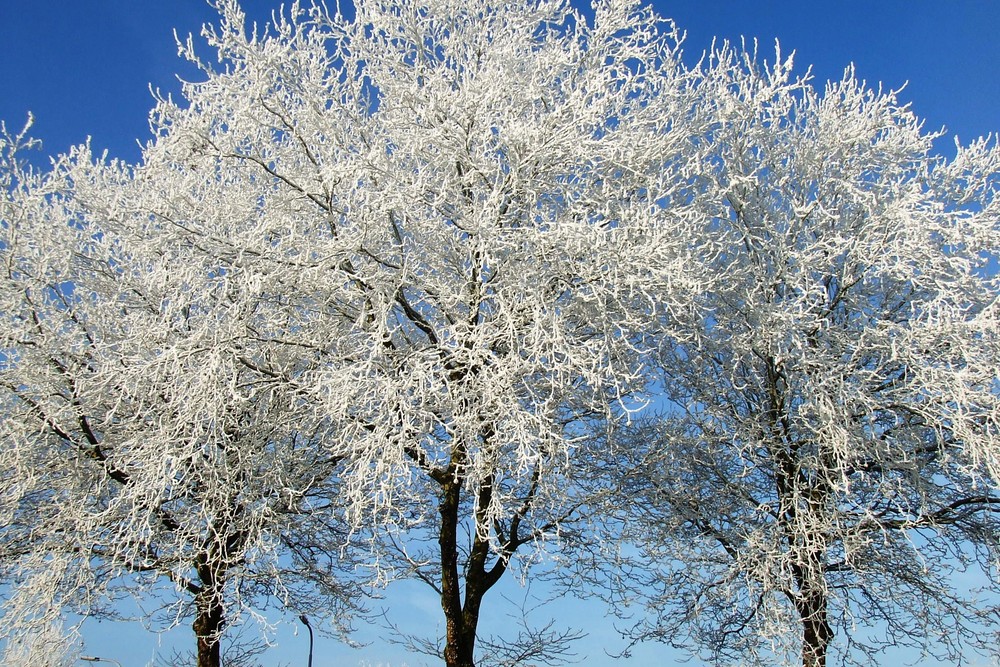 winter in Hillegom, Holland