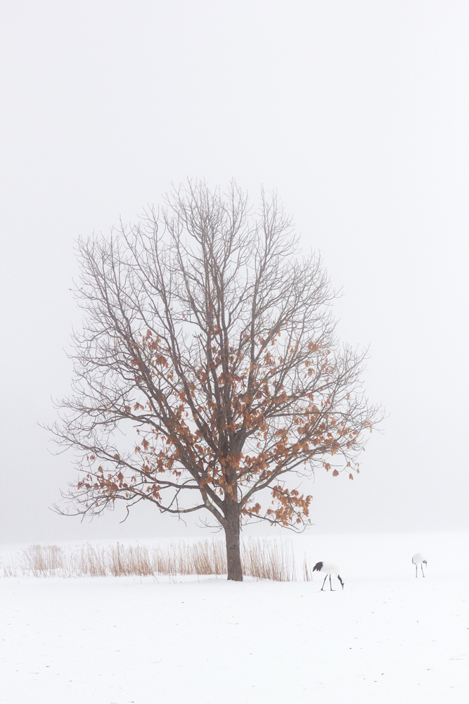 Winter in Hokkaido