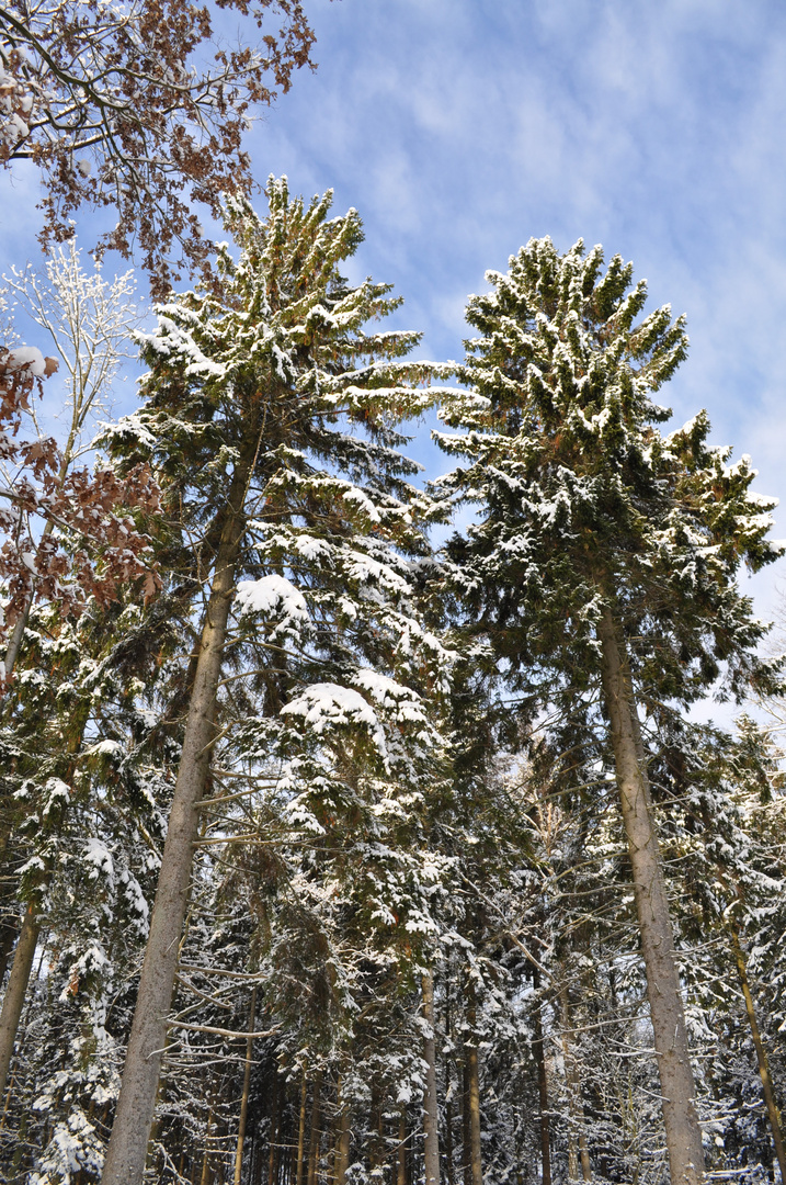 winter in holstein