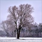 Winter in Ismaning 5