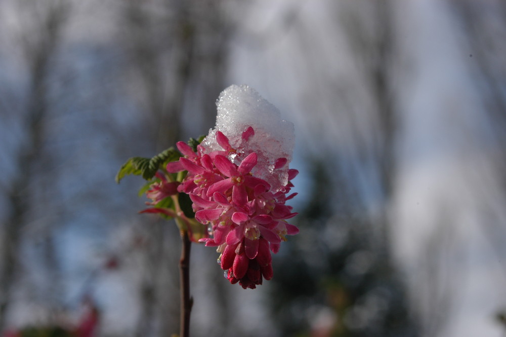 Winter in Köln