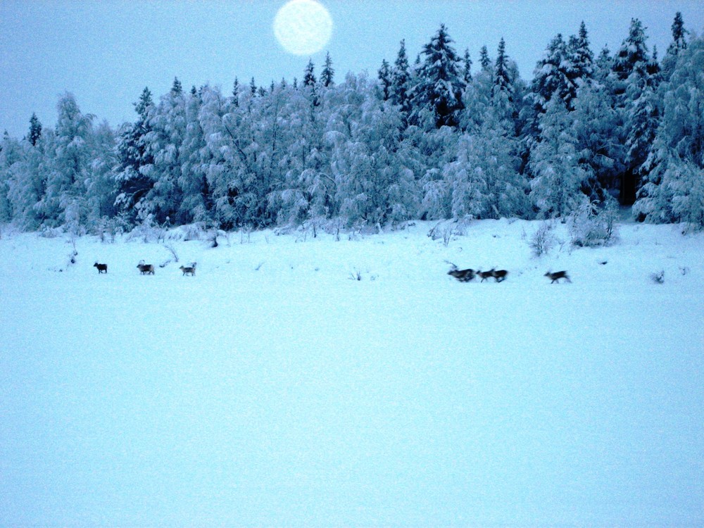 winter in lapland