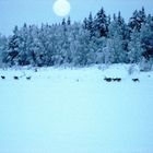 winter in lapland