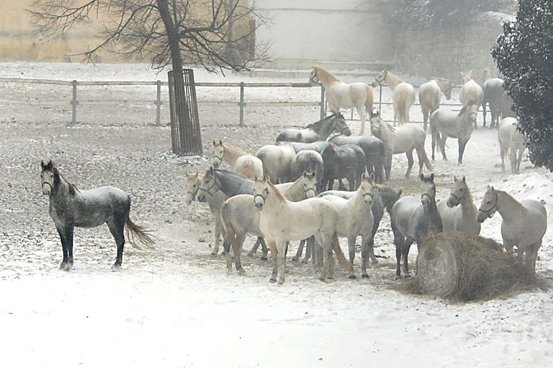 Winter in Lipica 2 - Slovenia