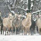 Winter in Lipica 3 - Slovenia