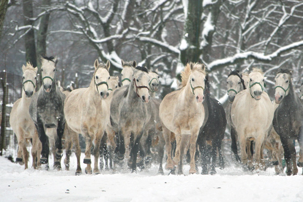 Winter in Lipica 3 - Slovenia