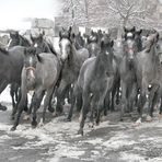 Winter in Lipica 4 - Slovenia