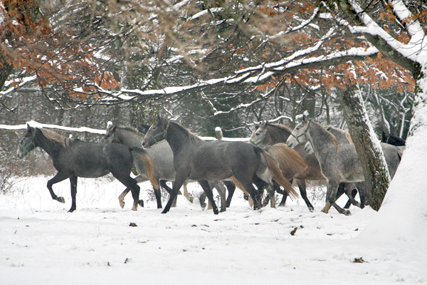 Winter in Lipica 5 - Slovenia