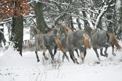 Winter in Lipica 6 - Slovenia