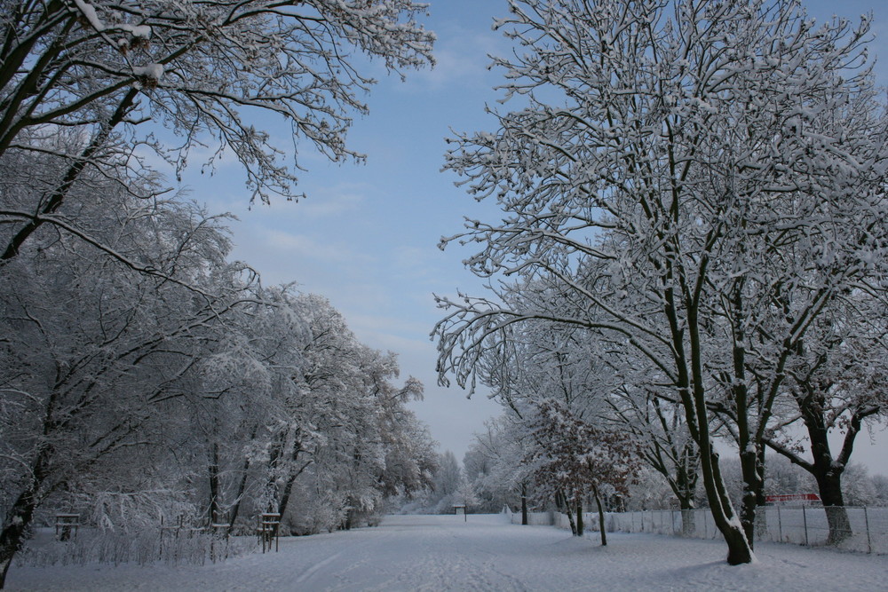 Winter in Magdeburg Foto & Bild | jahreszeiten, winter, natur Bilder