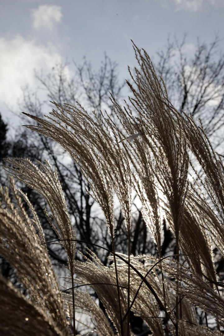 Winter in Mannheim 1