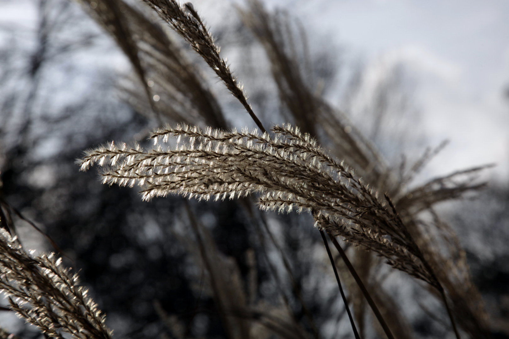 Winter in Mannheim 2