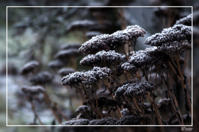 Winter in meinem Garten