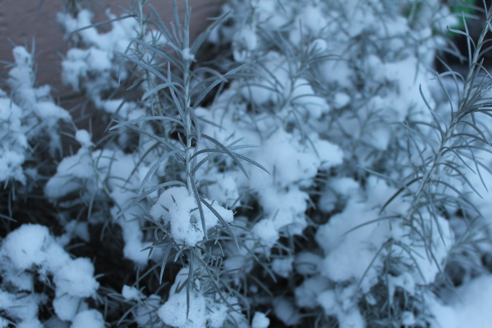 Winter in meinem Garten