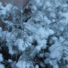 Winter in meinem Garten