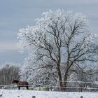Winter in Nordwest Mecklenburg
