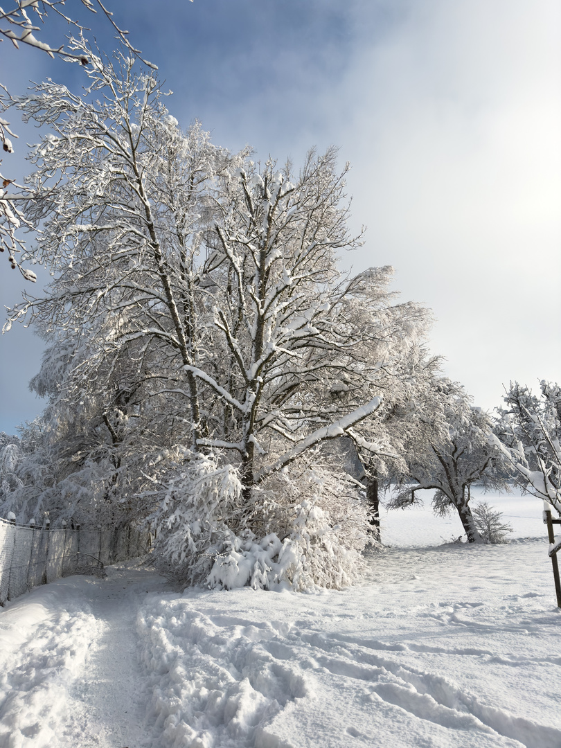 Winter in Oberschwaben 