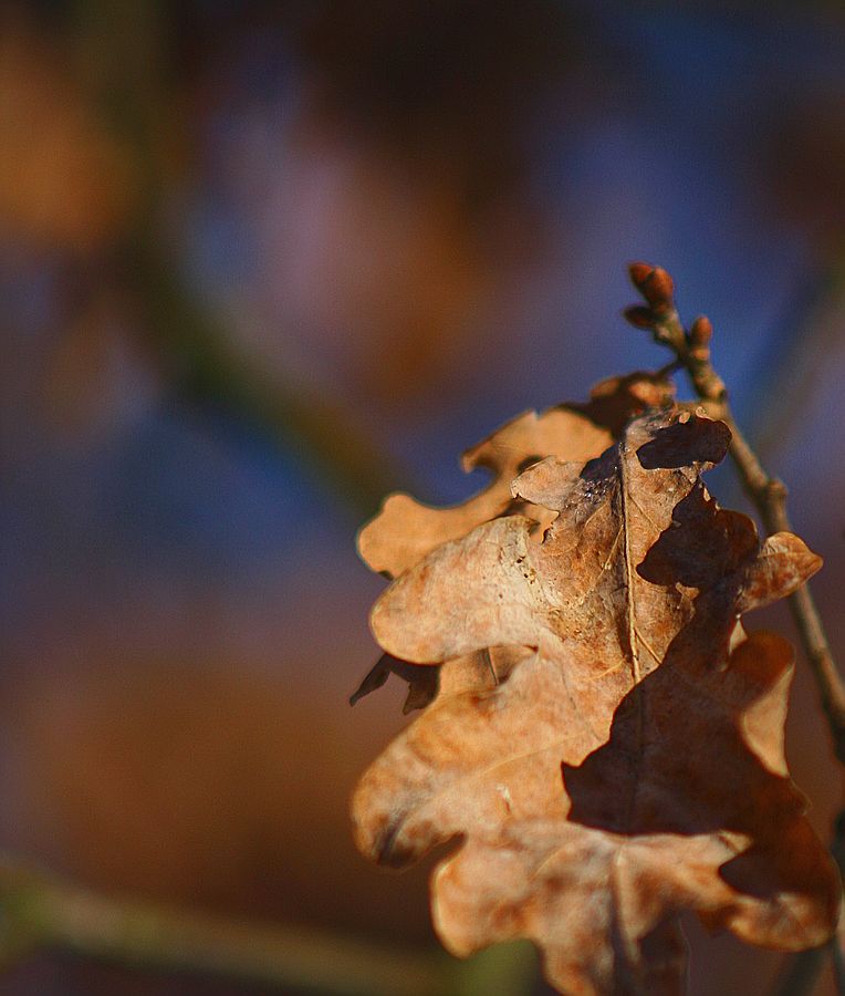 Winter in Potsdam