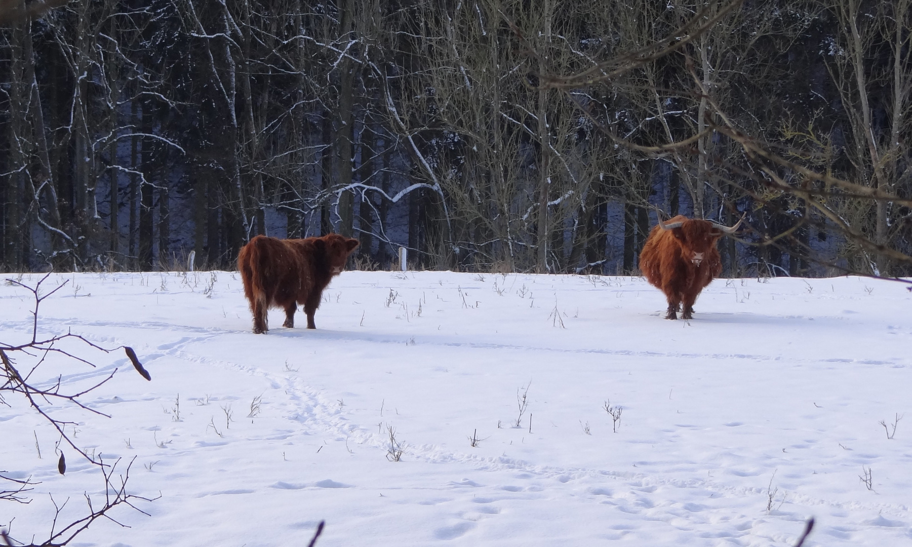 Winter in Sachsen