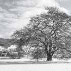 Winter in Schwarz-Weiss