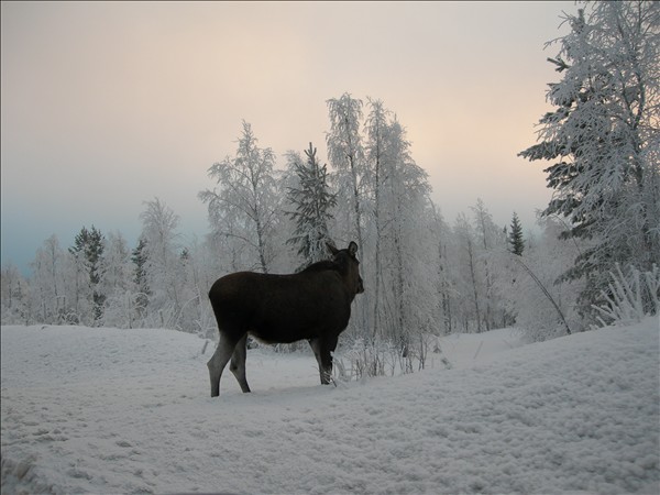 Winter in Schweden