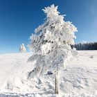 Winter in seiner schönen Form