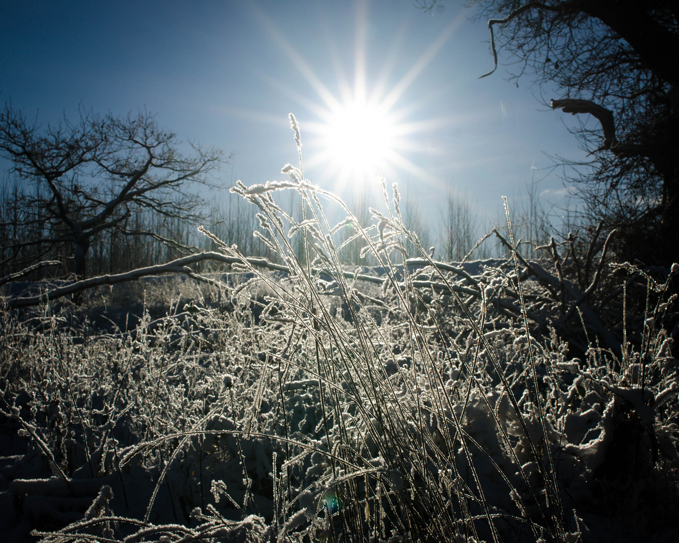 Winter in Skåne I