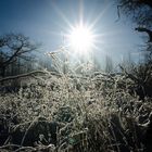 Winter in Skåne I