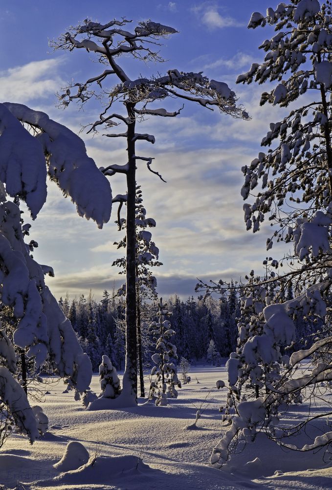 Winter in Sodankylä