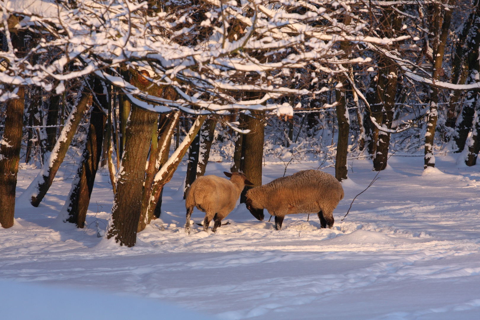 Winter in Solingen