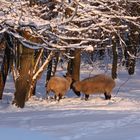 Winter in Solingen