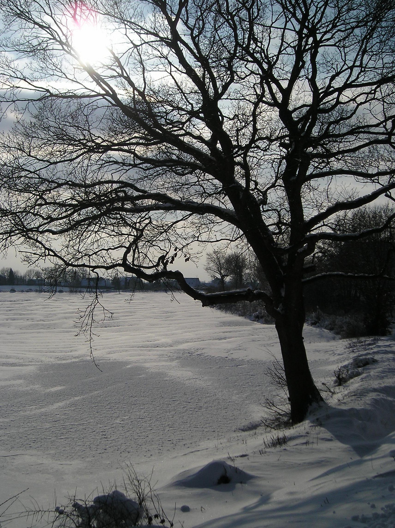 Winter in Tarup(Flensburg) unweit der dänischen Grenze