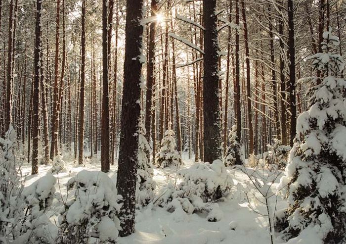 Winter in the forest