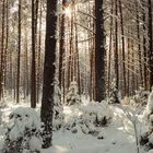 Winter in the forest